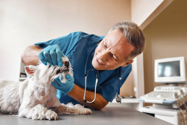 Best Walk-In Emergency Dental Services in Harlingen, TX